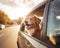 dog is riding in a car and looking out the window.