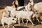 Dog roams in between a herd of goat