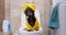 Dog in robe and towel wrapped around its head sits on toilet and barks