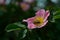 Dog rose and the bee, working bee macro close up