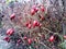 Dog rose berries in winter