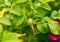 Dog-rose berry branch bush close-up - green briar plant background eco dew