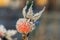 Dog rose berry covered with hoarfrost at winter sunny day