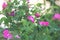 Dog rose blooming plant. Rosa canina pink flowers