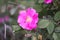 Dog rose blooming plant. Rosa canina pink flowers