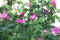 Dog rose blooming plant. Rosa canina pink flowers