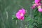 Dog rose blooming plant. Rosa canina pink flowers