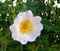 Dog-rose blooming in the spring, pink rosa rubiginosa wild in nature
