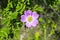 Dog rose blossoms, rosa canina, eglantine, dog-rose willd flower in nature, with green leaves