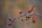 Dog-rose with blurry grass