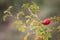 Dog-rose with blurry grass