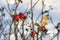 Dog Rose branches with bright fruits in the winter