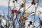 Dog Rose branches with bright fruits in the winter