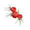 Dog Rose, Brier branch with berries. Watercolo illustration isolated on white