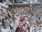 Dog rose bushes with red berries covered with snow