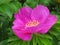 Dog rose flower - Dogrose Stock Photos