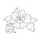 Dog Rose Flower Monochrome Drawing For Coloring Book