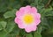Dog rose flower - Rosa canina
