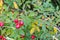 Dog-rose fruit. Healing properties. phytotherapy. Treatment with