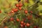 Dog rose healthy berries with selective focuse on a branch in autumn