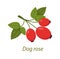 Dog rose plant with leaves, berries white isolated