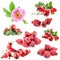 Dog rose (Rosa canina) flowers and fruits