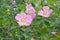 Dog rose Rosa canina flowers with water drops