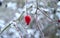 Dog rose, Rosa canina, on a winter day. Brier in snow. Briar in hoarfrost. Winter background. Branches with red berry of wild rose