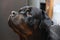 Dog rottweiler close-up portrait at home