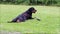 Dog Rottweiler lying exhausted in grass with Stick