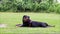 Dog Rottweiler lying exhausted in grass with Stick