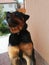 Dog rotweiler funny face selfie