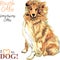 Dog Rough Collie breed vector