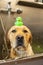 dog with a rubber duck on its head. Labrador bathes and washes in the groomer salon.