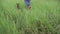 Dog run at grass, chase moving camera, slow motion shot.