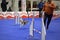 Dog running in an agility contest