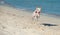 Dog running along the seashore