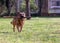 Dog running on an amused lawn with a stick between his teeth as he takes it back to his human friend..