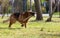 Dog running on an amused lawn with a stick between his teeth as he takes it back to his human friend..