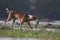 Dog is running away with a fish at a wetland