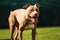 Dog running in backyard American staffordshire terrier, amstaff