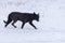 Dog running on a fresh snow