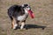 Dog running with frisbee