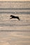 Dog Running on Frozen Lake