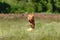 Dog running in green field and chasing lure at full speed on coursing competition