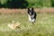 Dog running in green field and chasing lure at full speed on coursing competition