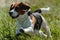 Dog running in green field and chasing lure at full speed on coursing competition