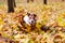 Dog running through heap of colorful autumn maple leaves