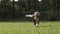 Dog running outside in slow motion holding the US American flag