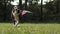 Dog running outside in slow motion holding the US American flag